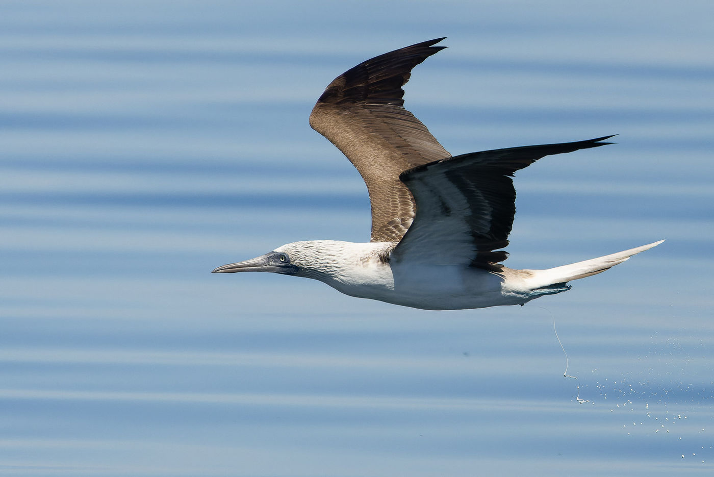 Blue-footed booby © Joachim Bertrands
