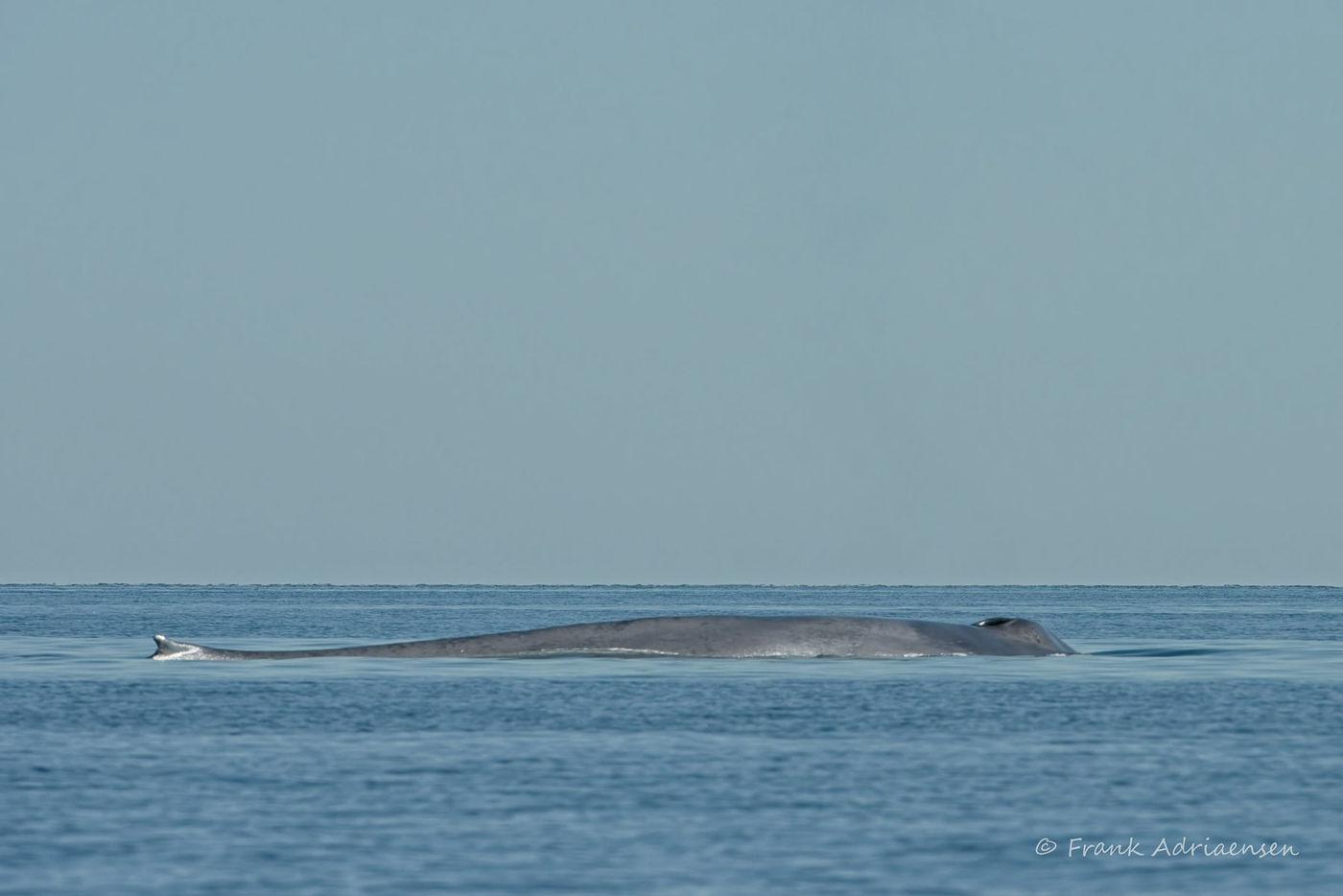 Blauwe vinvis © Frank Adriaensen