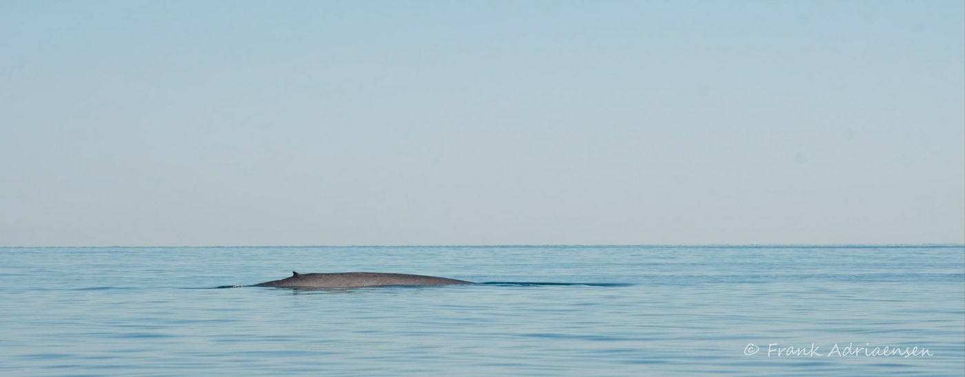Blauwe vinvis © Frank Adriaensen