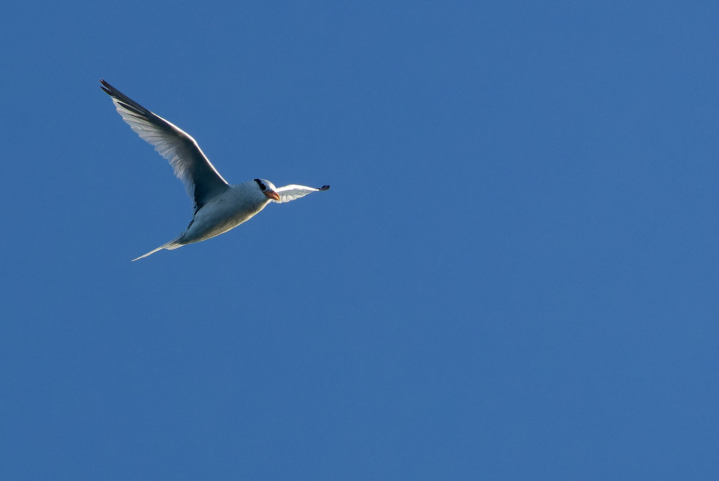 Red-billed tropicbird © Joachim Bertrands