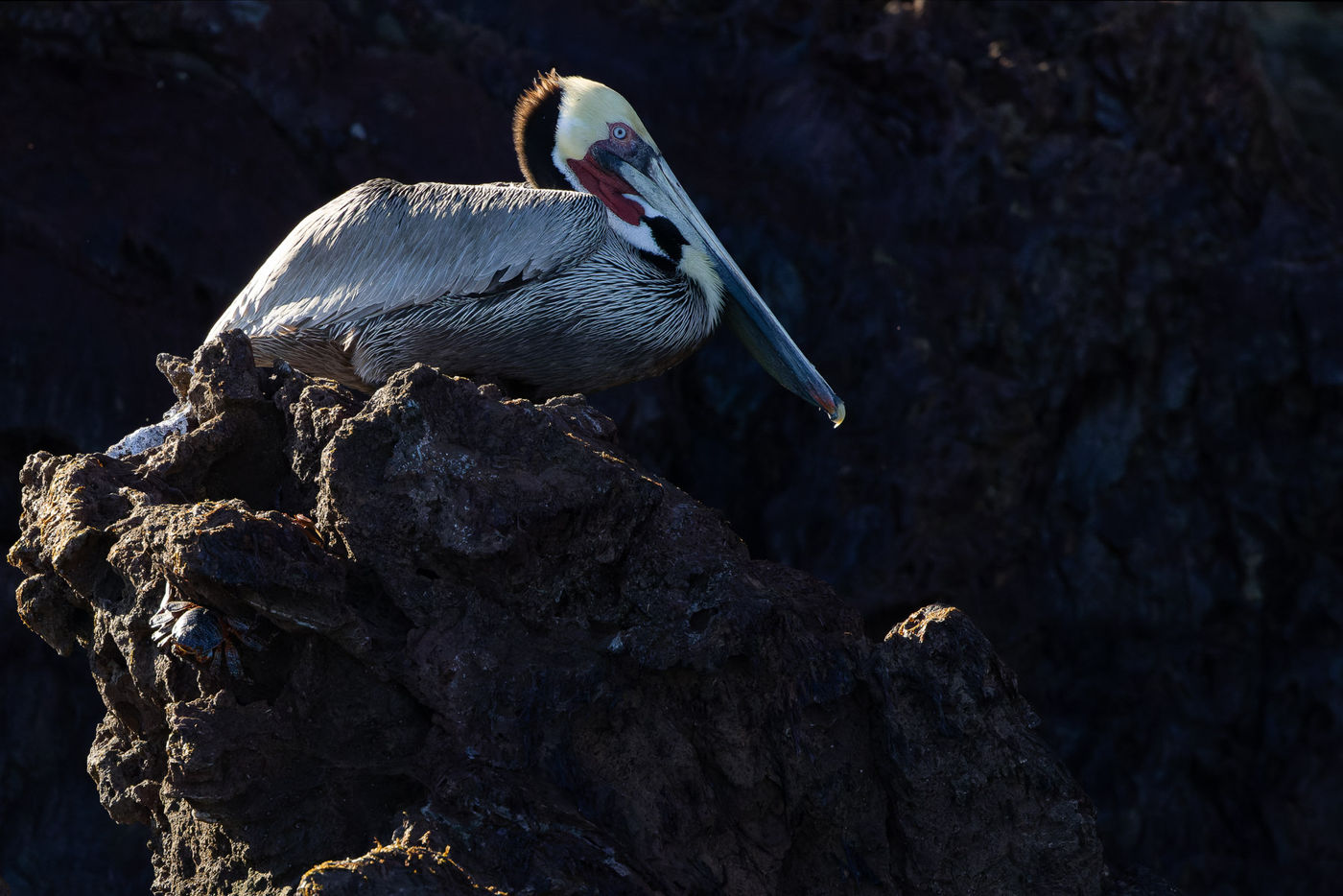 Brown pelican © Joachim Bertrands