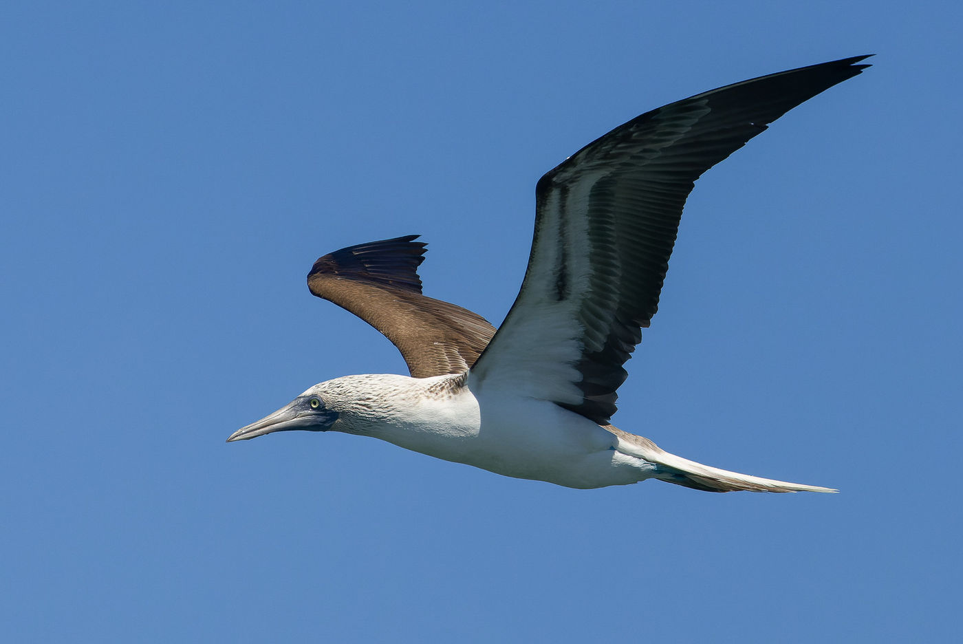 Blue-footed booby © Joachim Bertrands