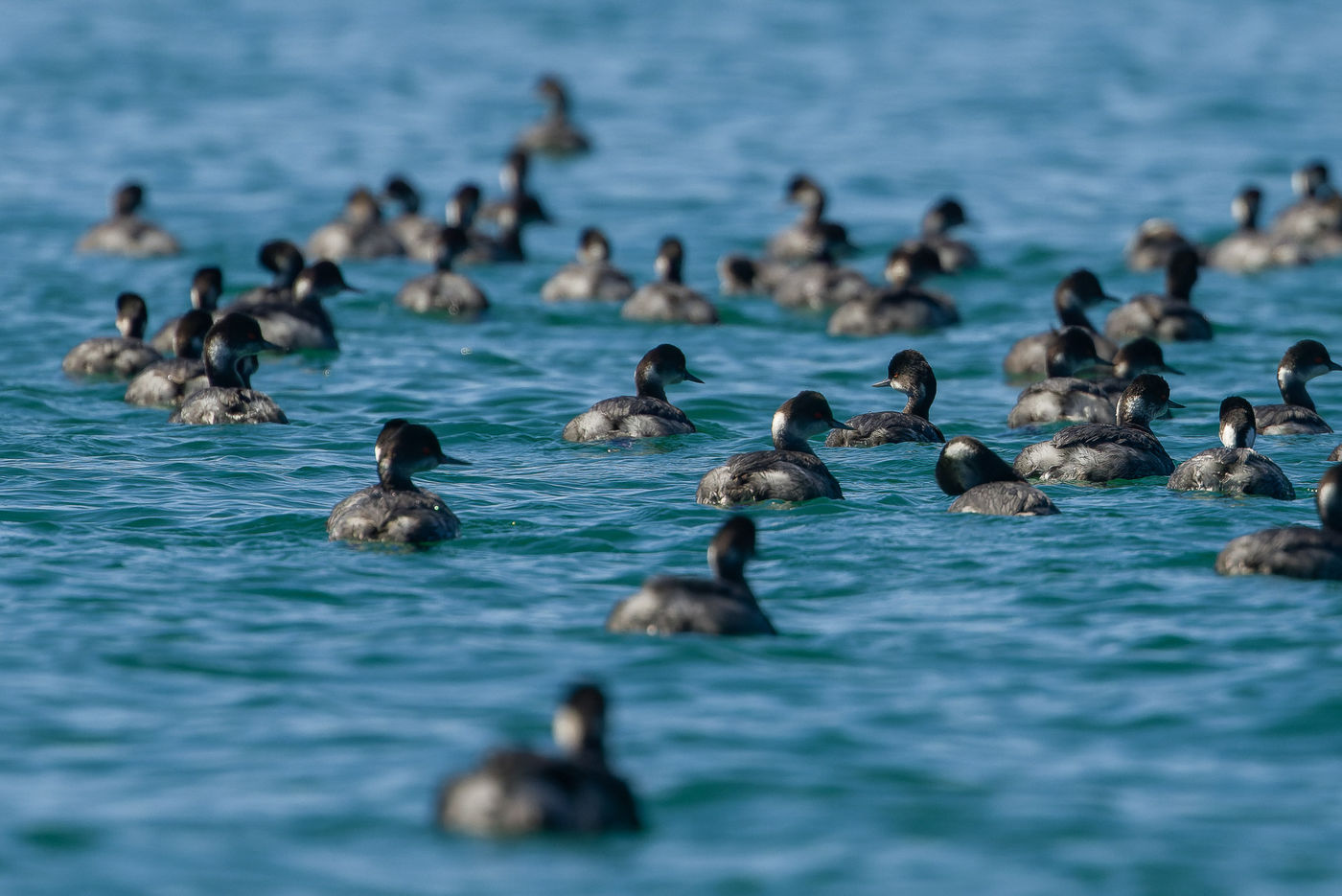 Black-necked grebes © Joachim Bertrands