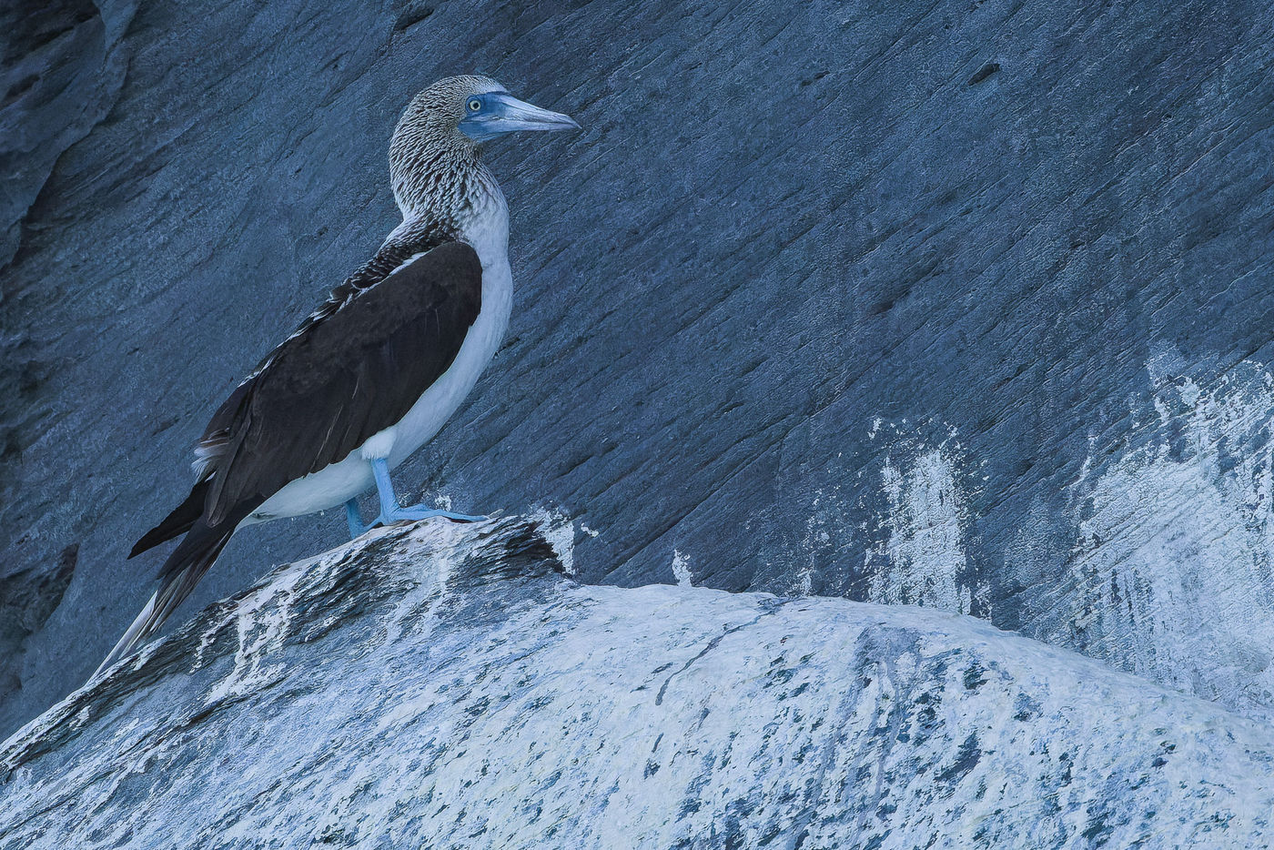 Blue-footed Booby © Joachim Bertrands