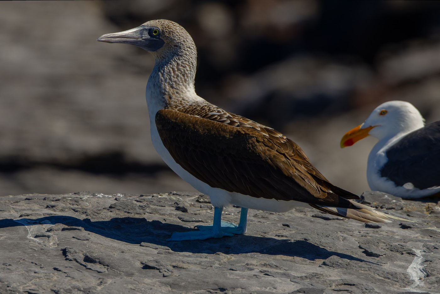 Blue-footed Booby © Joachim Bertrands