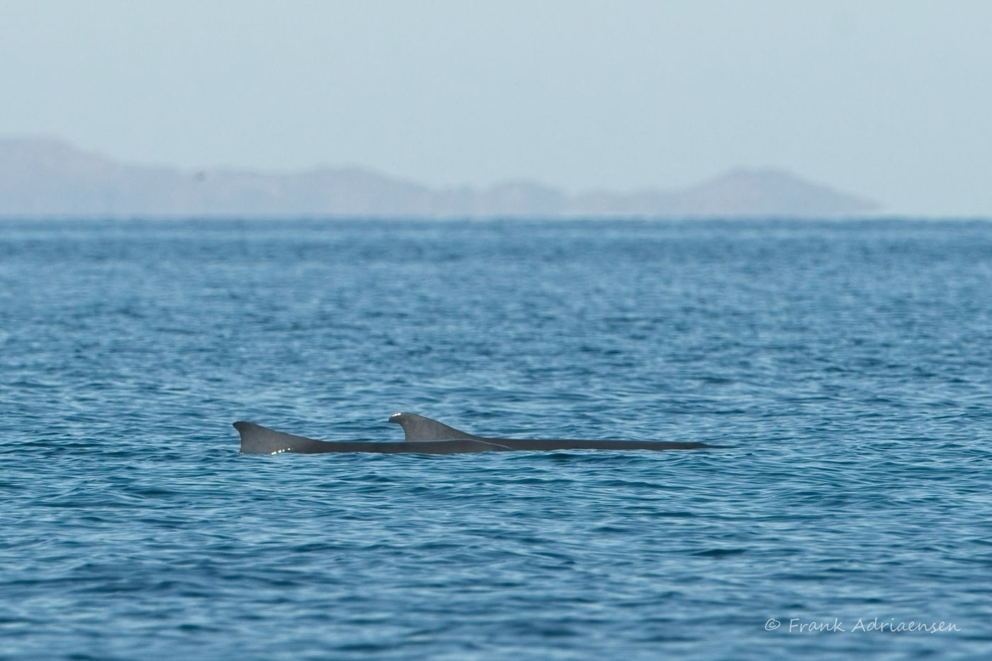 Dwarf sperm whale © Joachim Bertrands