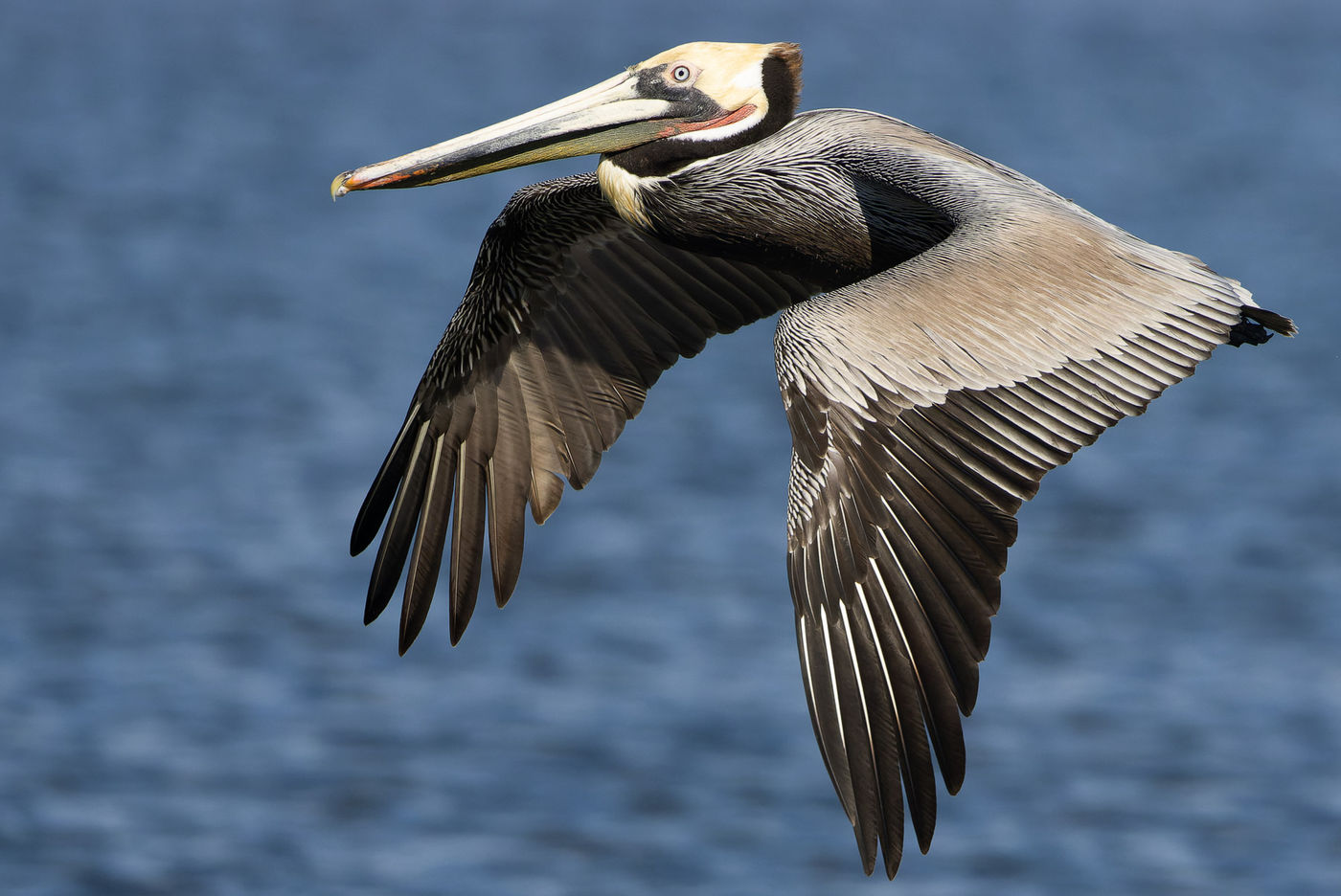 Brown pelican © Joachim Bertrands