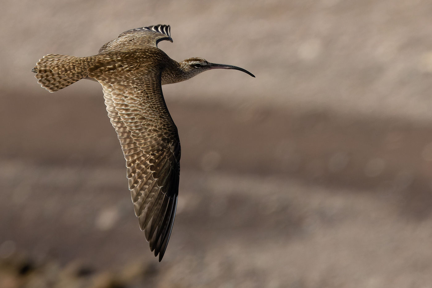 Hudsonian whimbrel © Joachim Bertrands
