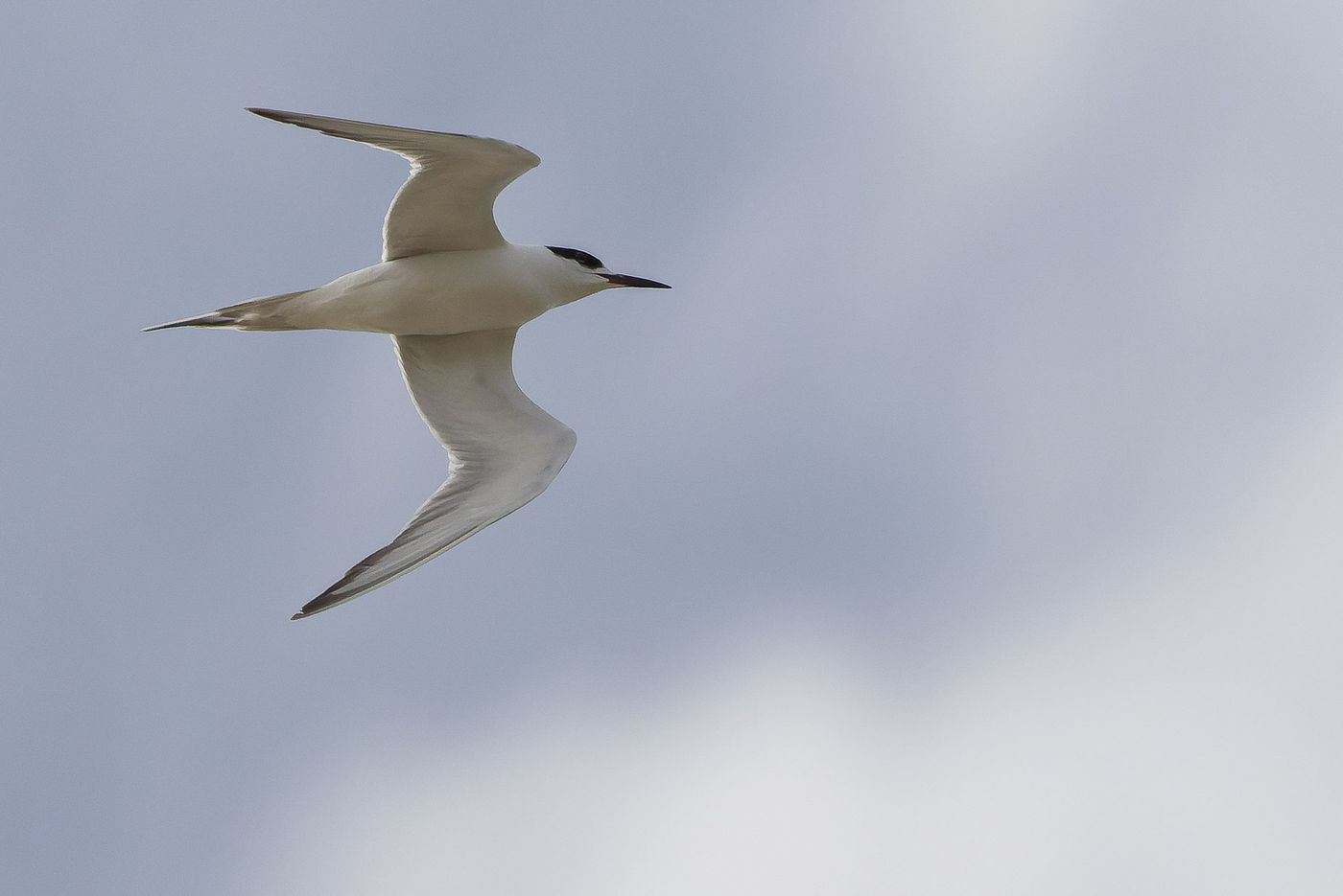 Forster's Tern © Joachim Bertrands