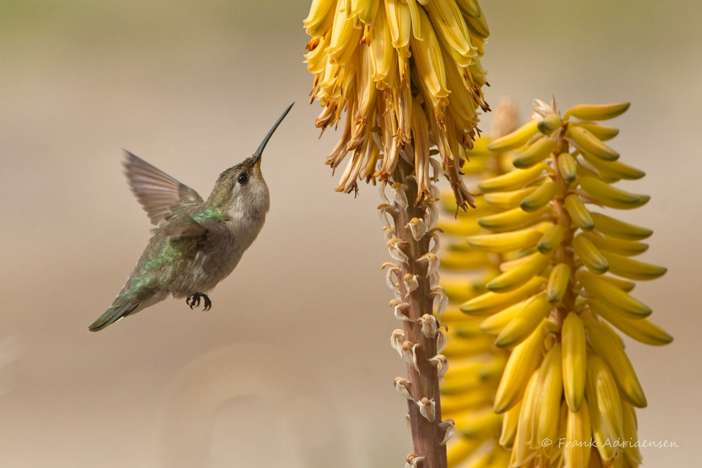 Costa's hummingbird © Joachim Bertrands