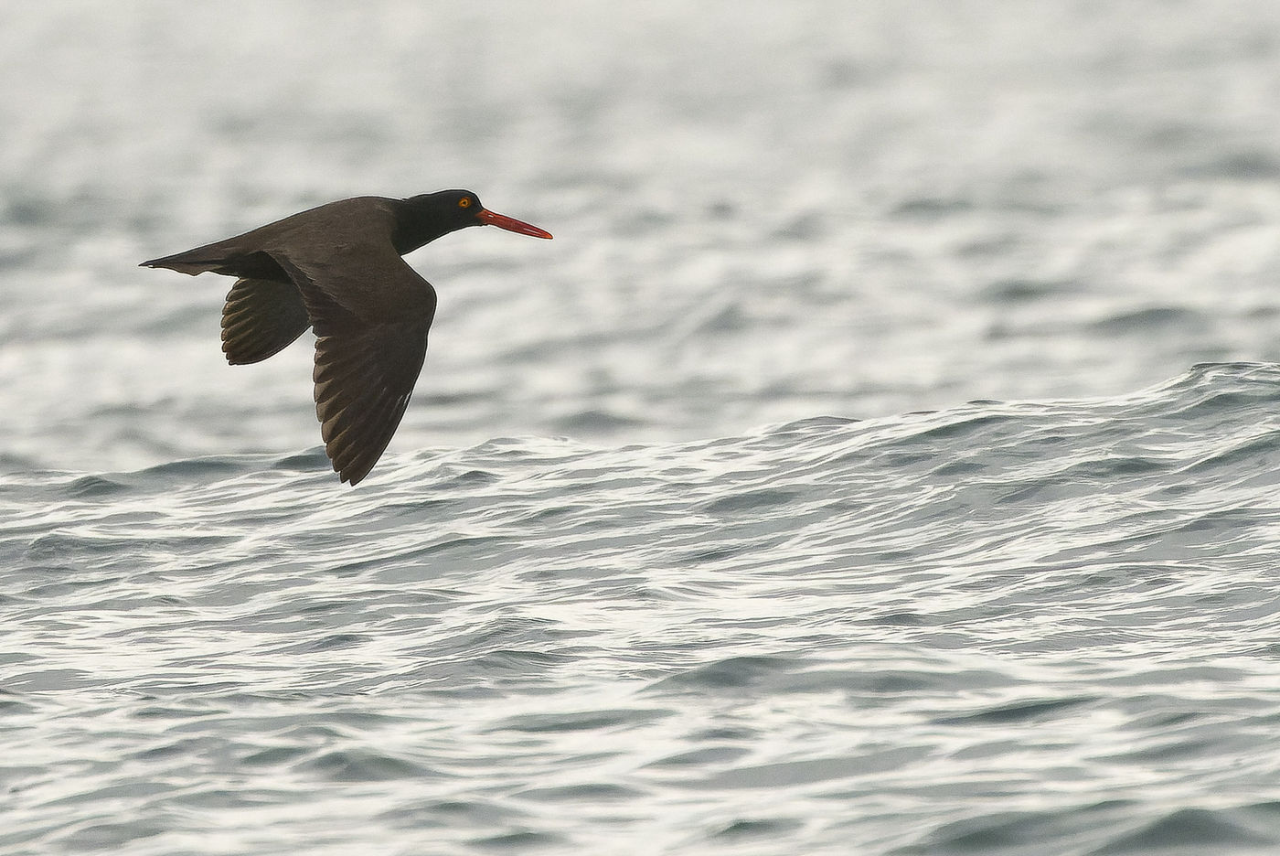 Black oystercatcher © Joachim Bertrands