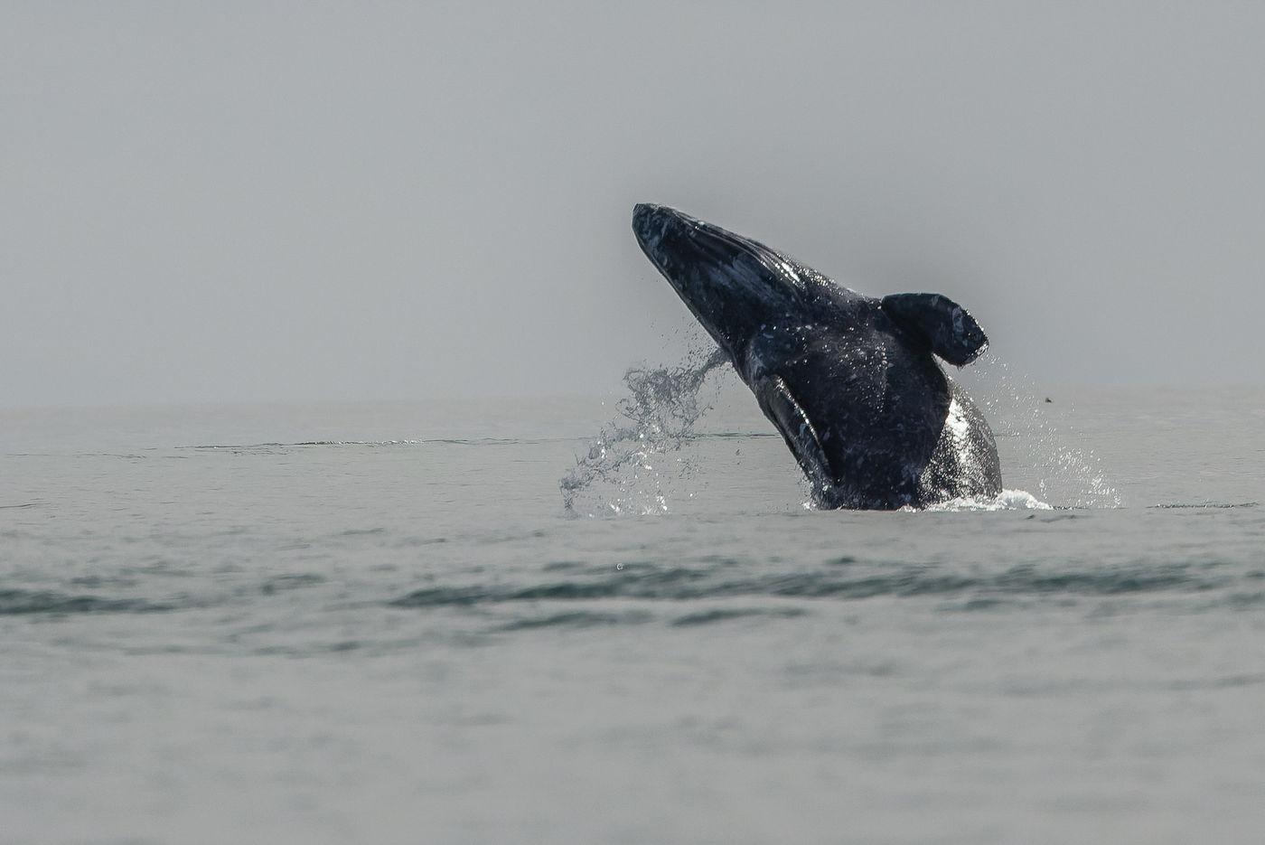 Grijze walvis © Joachim Bertrands