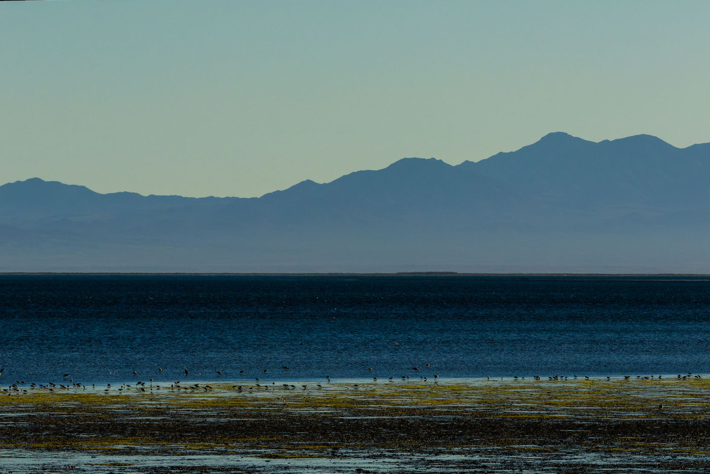 De mudflats van de Zee van Cortez © Joachim Bertrands