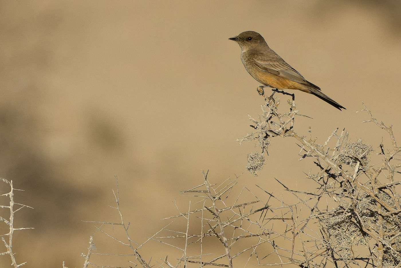 Say's phoebe © Joachim Bertrands