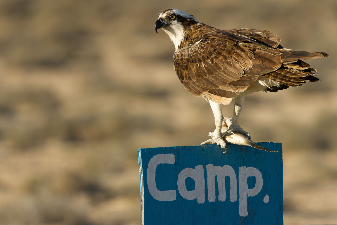 Osprey © Joachim Bertrands