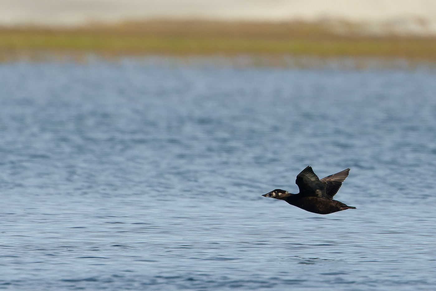 Surf scoter © Joachim Bertrands