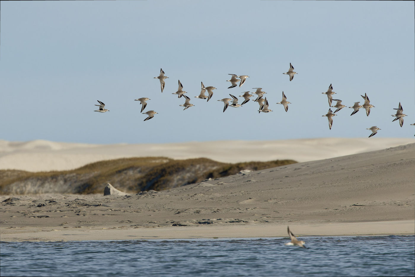 Black-bellied plovers © Joachim Bertrands