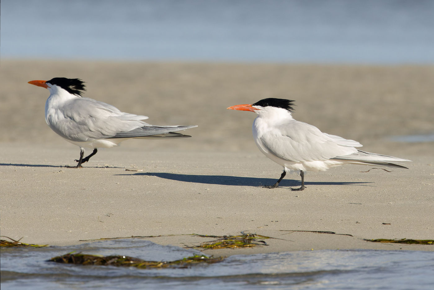 Royal Tern © Joachim Bertrands