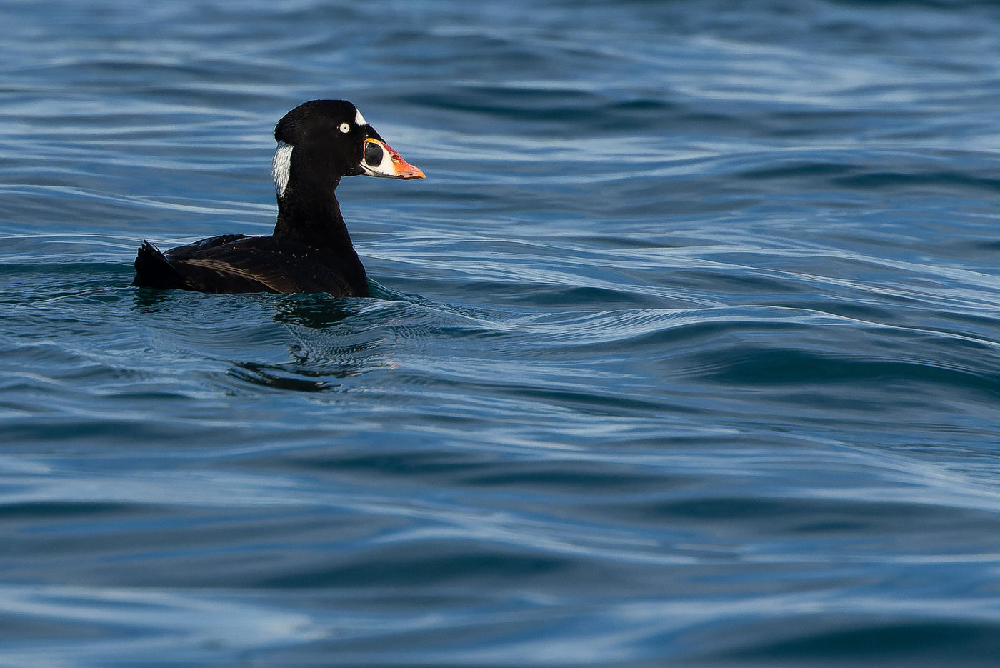 Surf scoter © Joachim Bertrands