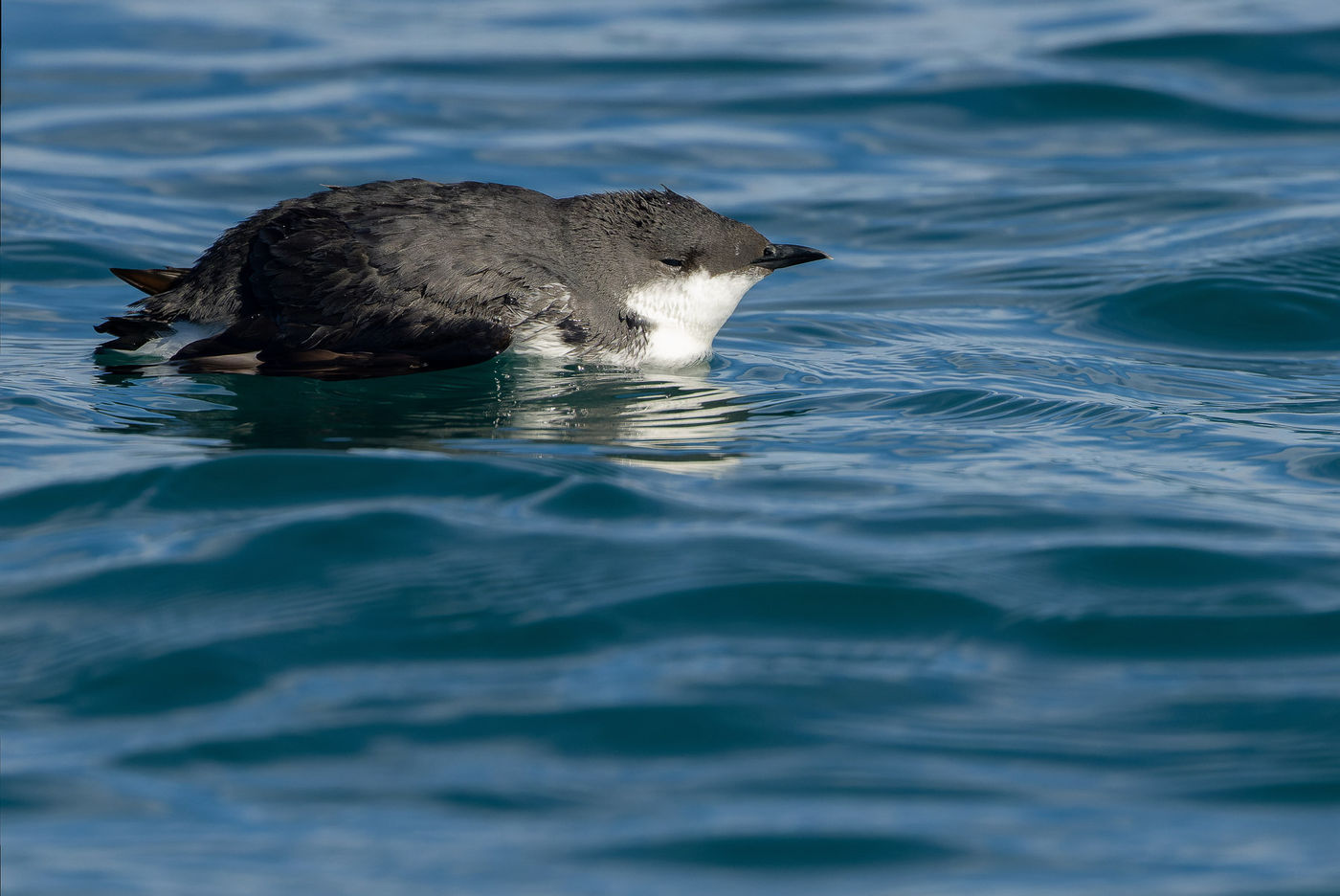 Scripp's Murrelet © Joachim Bertrands
