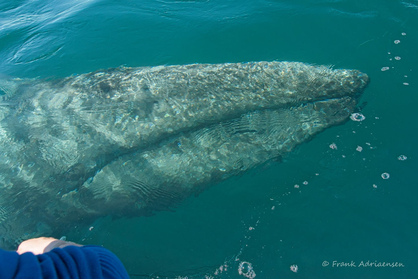 Grijze walvis © Frank Adriaensen
