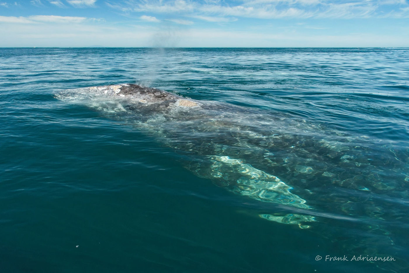 Grijze walvis © Frank Adriaensen
