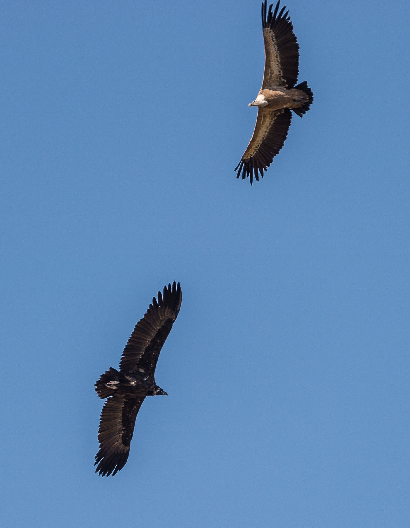 © Marc en Dimitri Dauwe