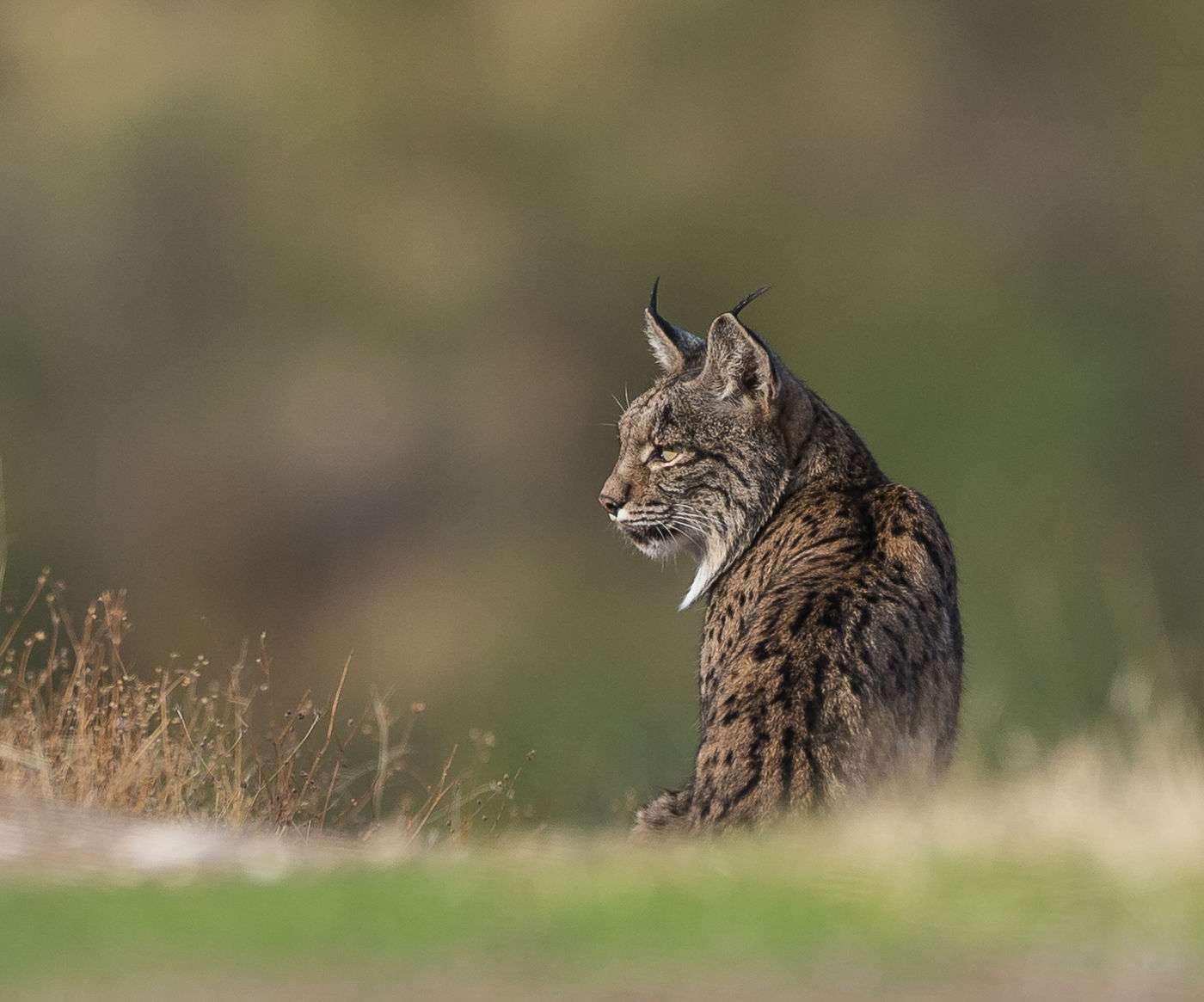 © Marc en Dimitri Dauwe