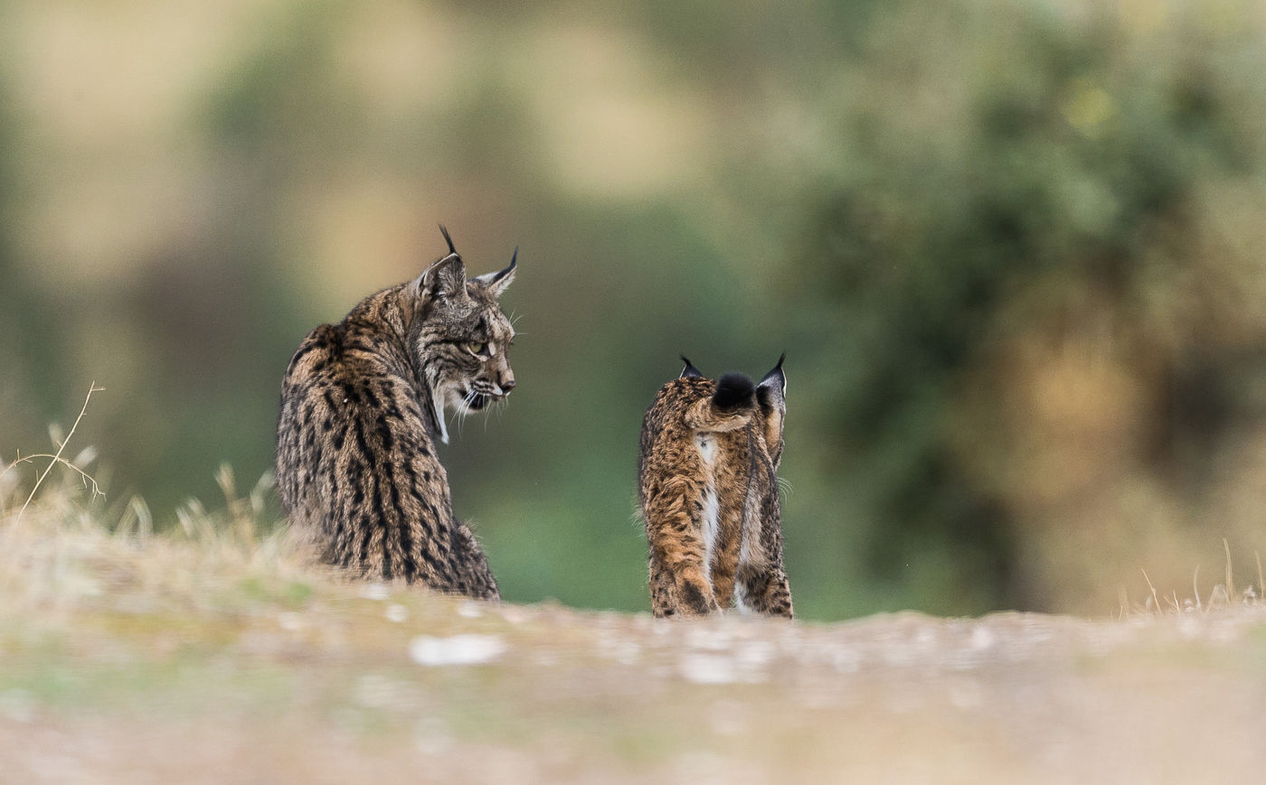 © Marc en Dimitri Dauwe