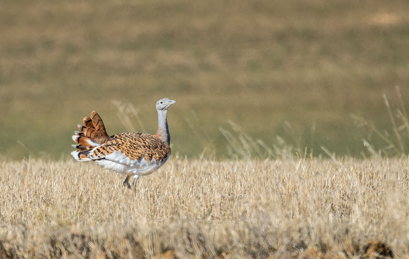 © Marc en Dimitri Dauwe