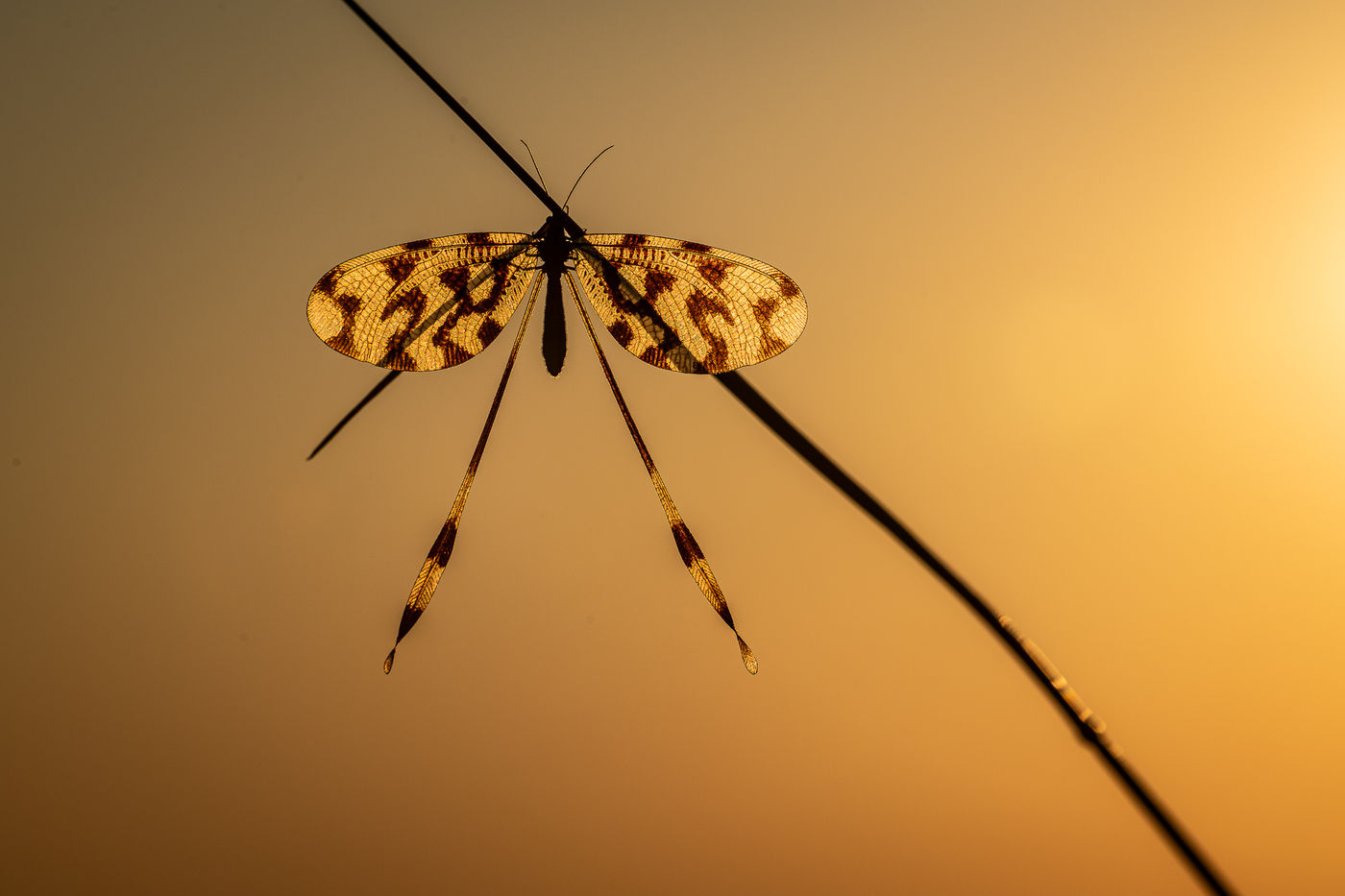 © Rob Blanken