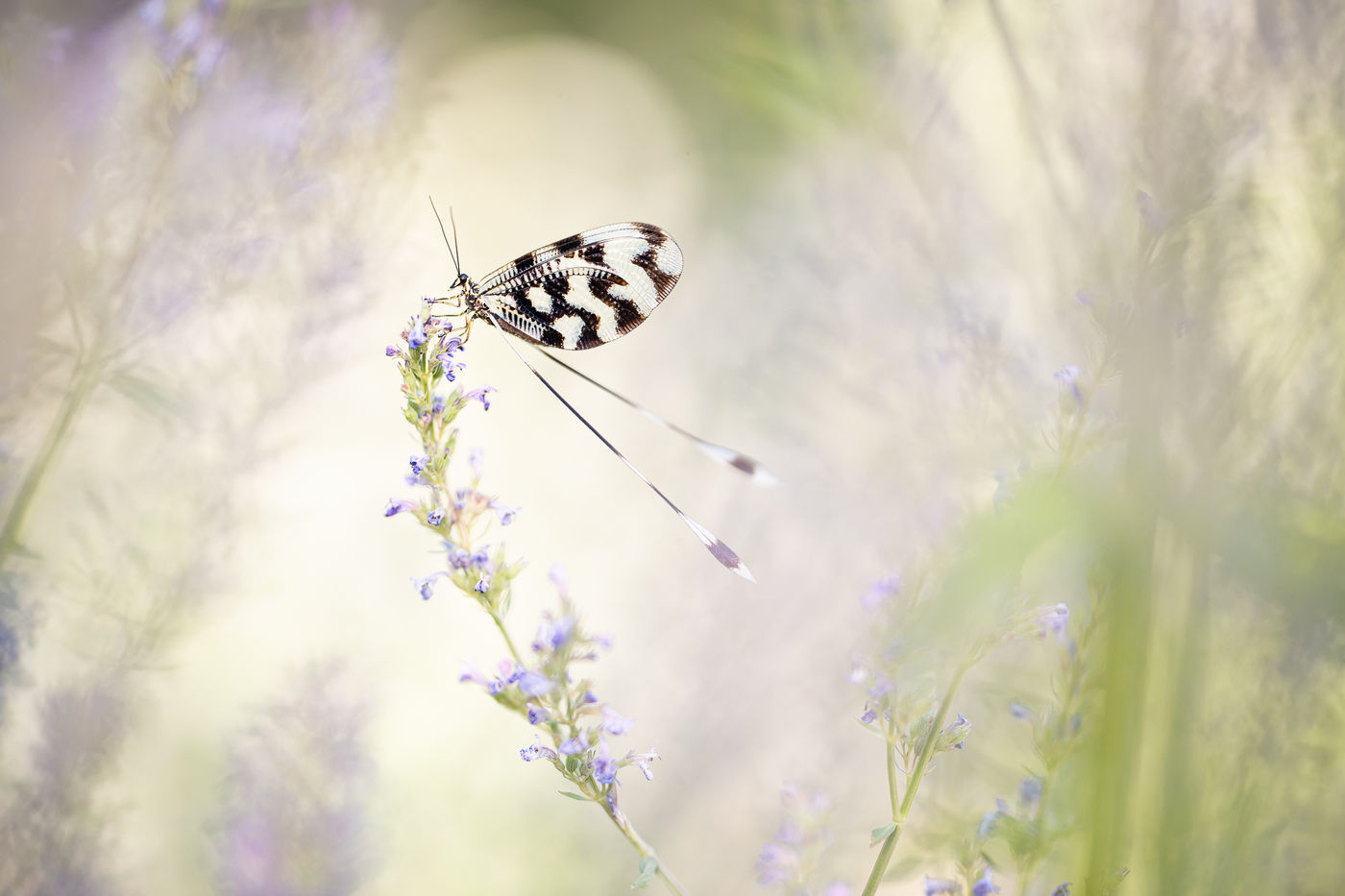 © Rob Blanken
