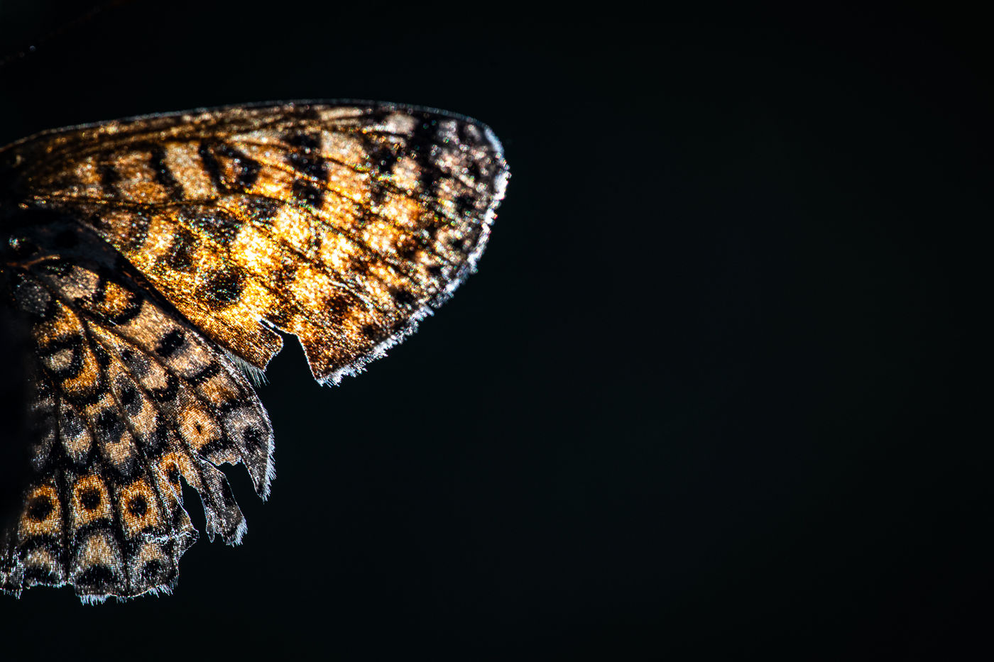 © Rob Blanken