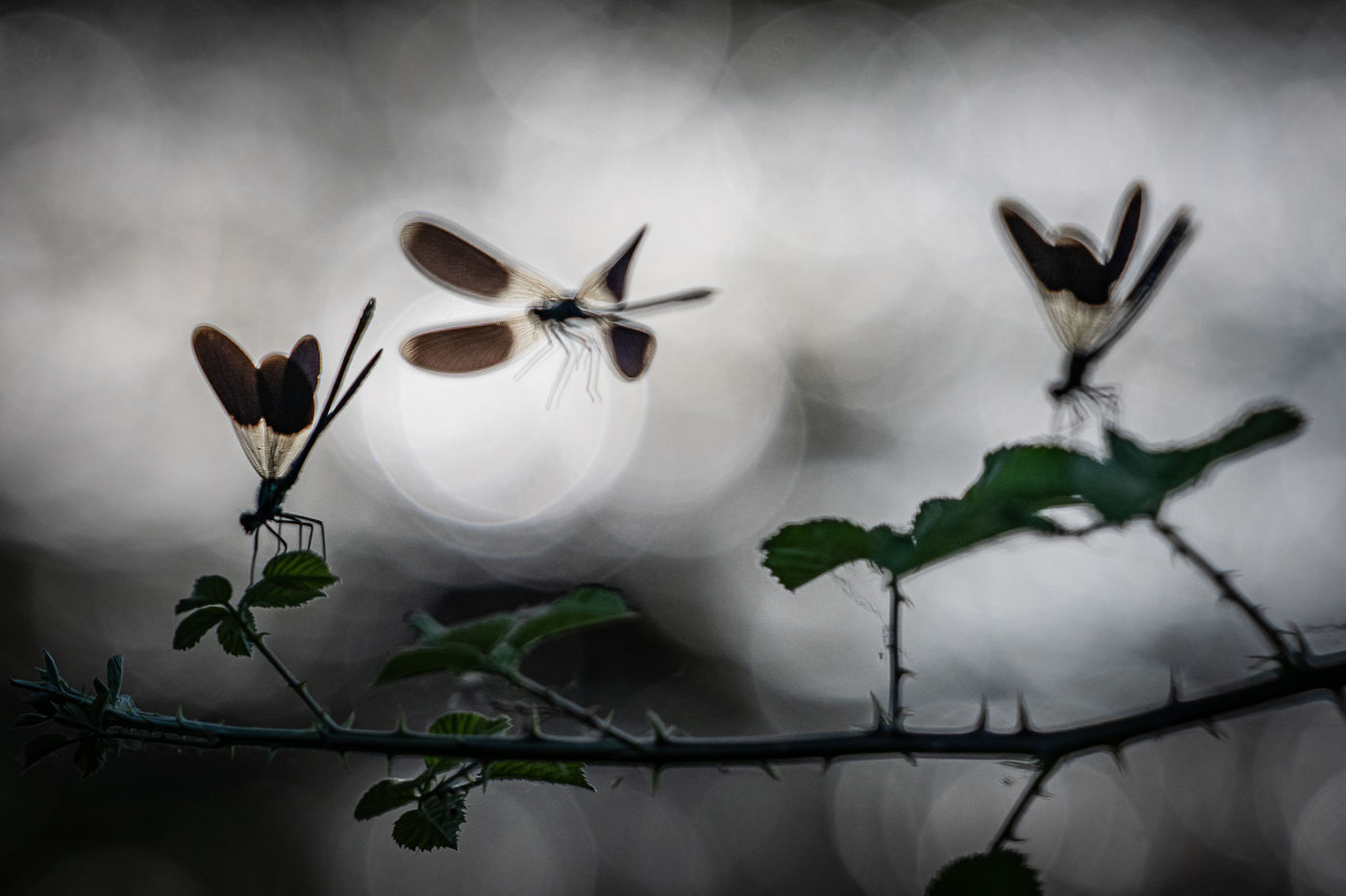 © Rob Blanken