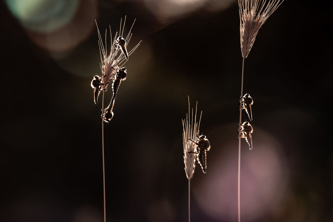 © Rob Blanken