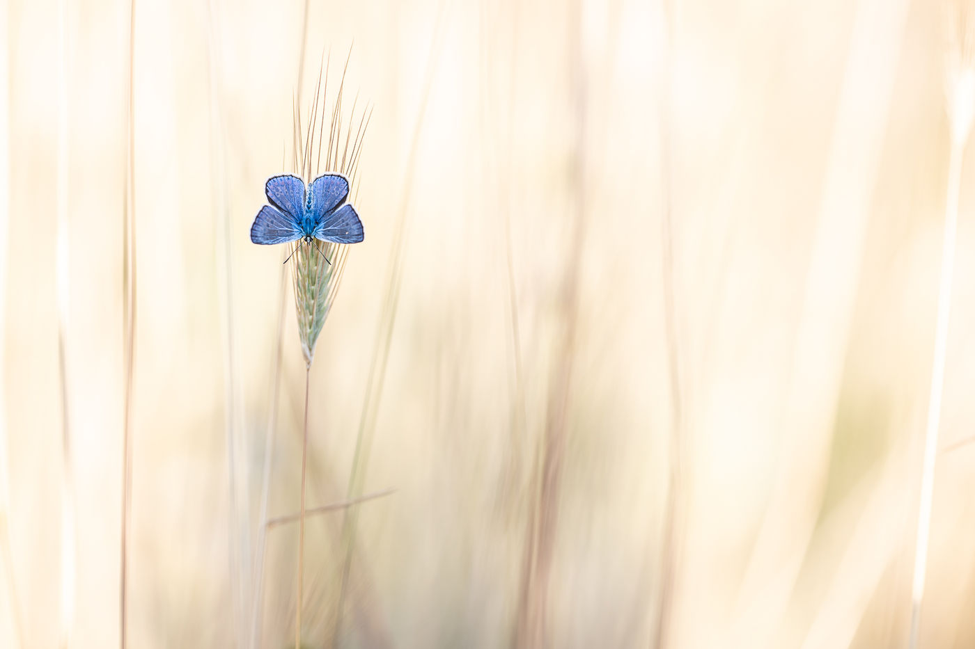 © Rob Blanken