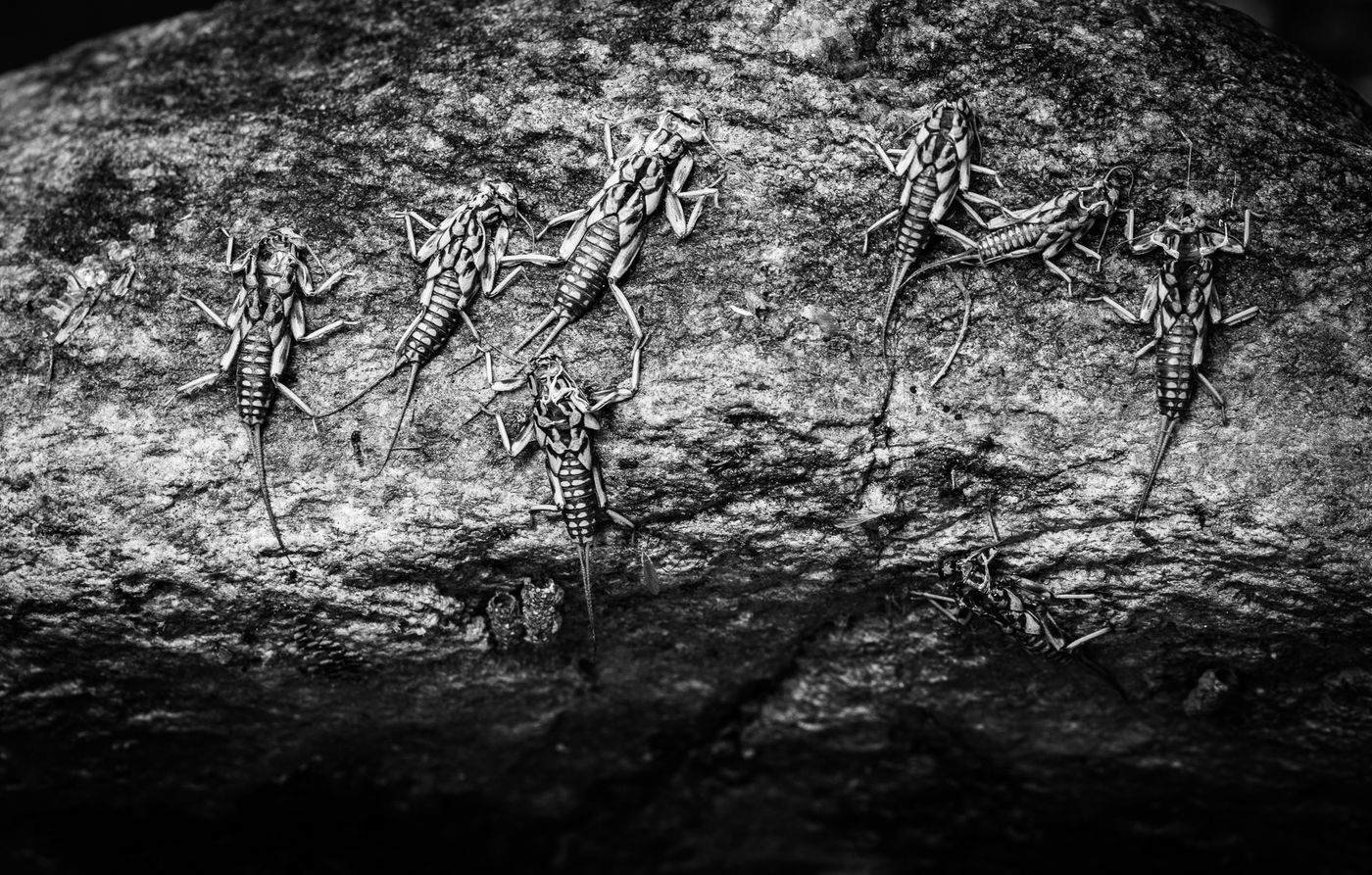 © Rob Blanken