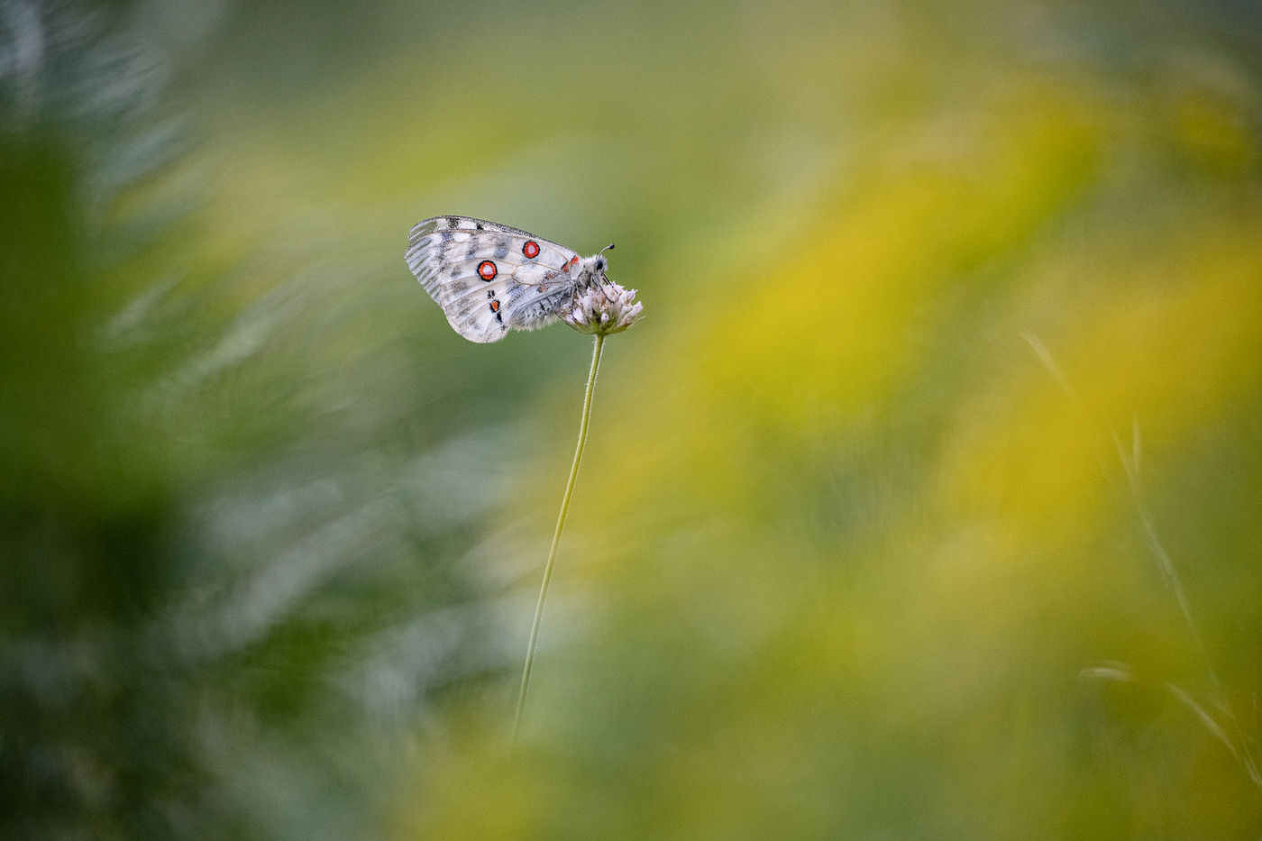© Rob Blanken