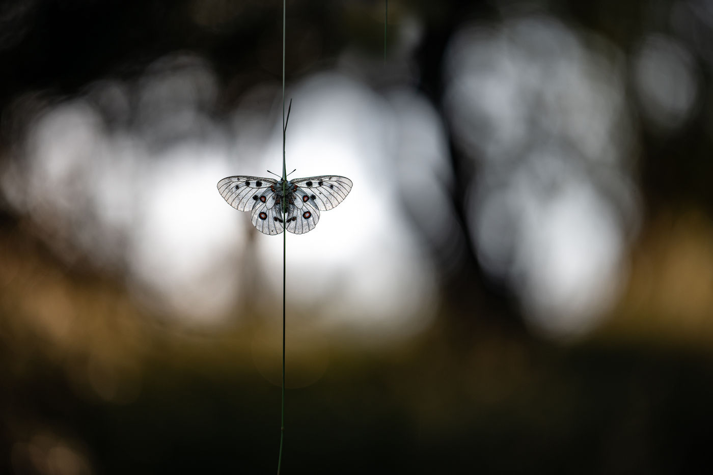 © Rob Blanken