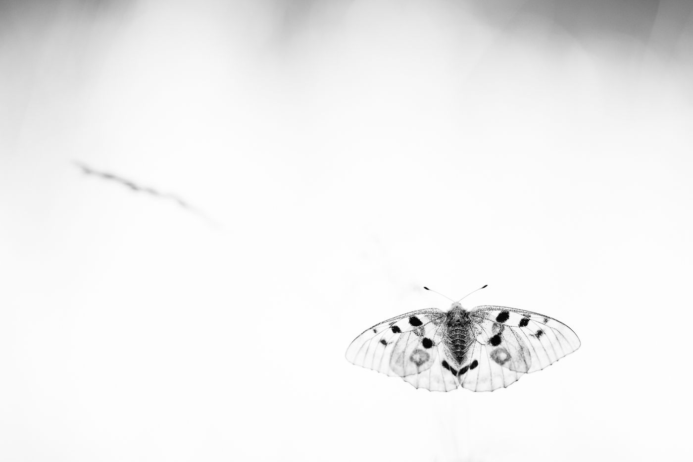 © Rob Blanken