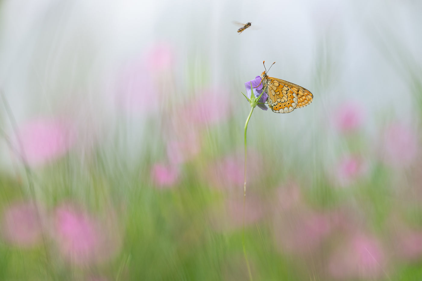 © Rob Blanken
