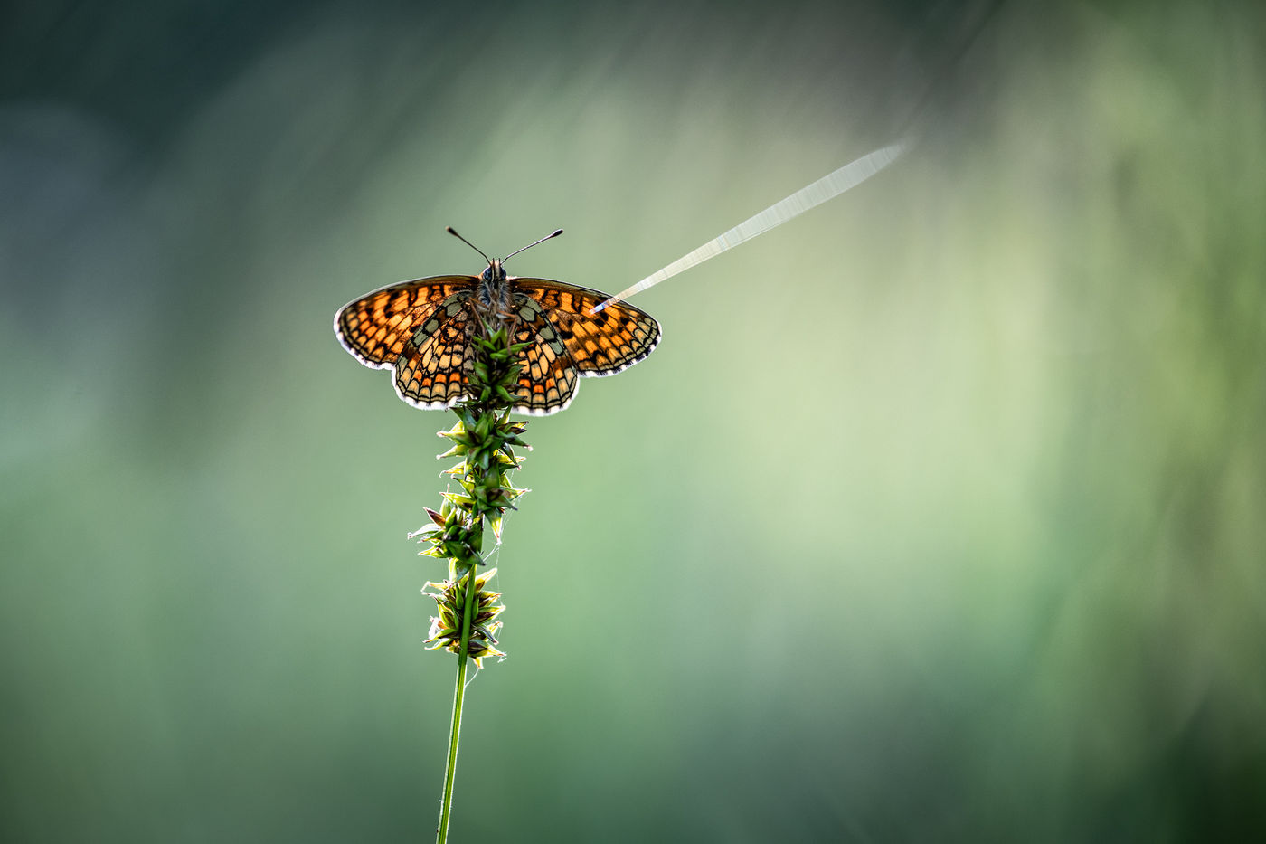 © Rob Blanken
