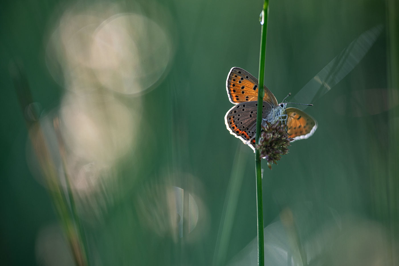 © Rob Blanken