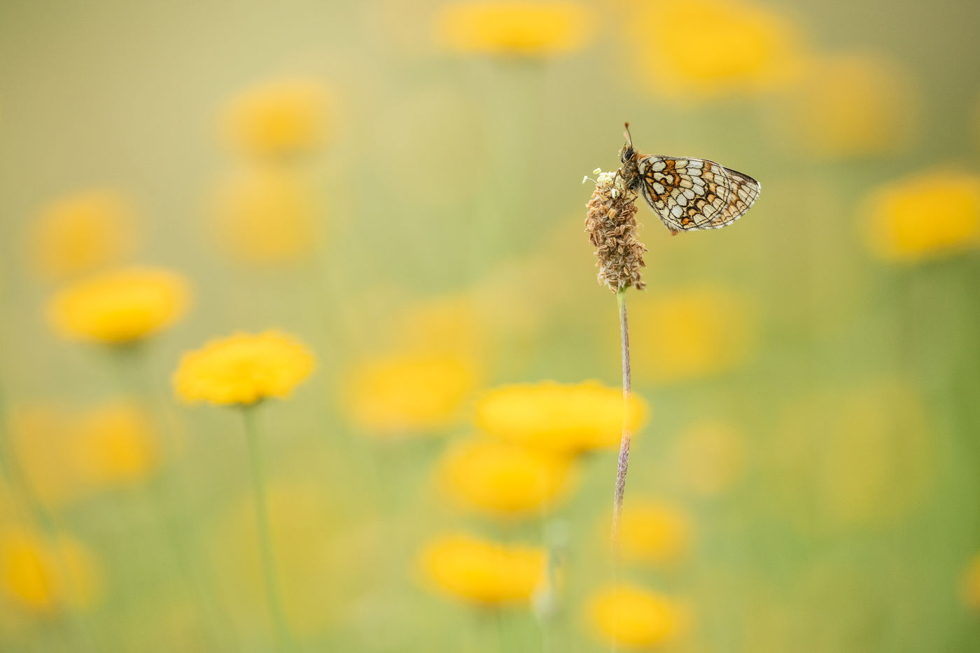 © Rob Blanken