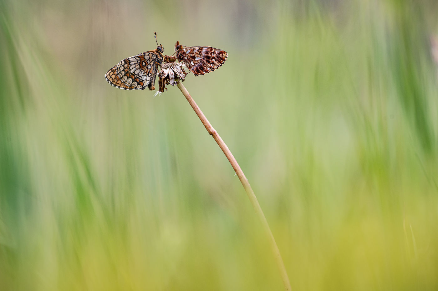 © Rob Blanken