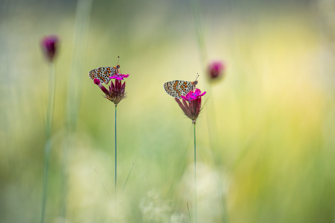 © Rob Blanken