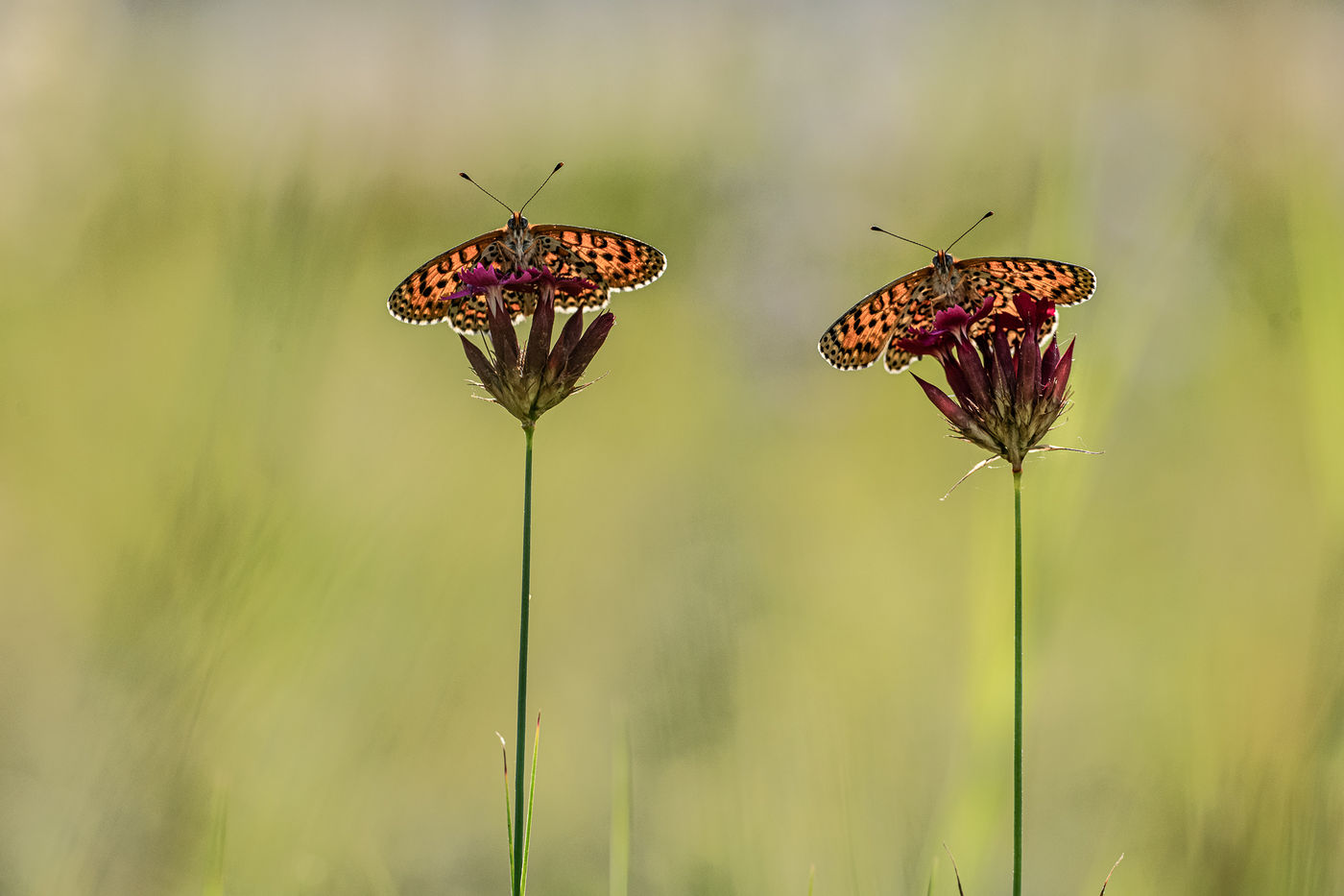 © Rob Blanken