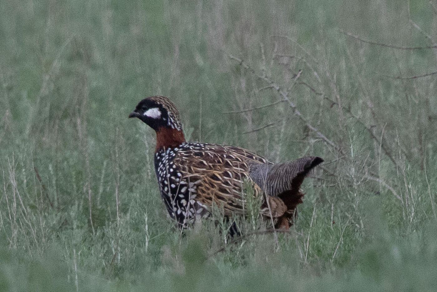 Mannetjes zwarte frankolijn gezien tijdens de terugweg bij verminderd licht. © Jan Heip