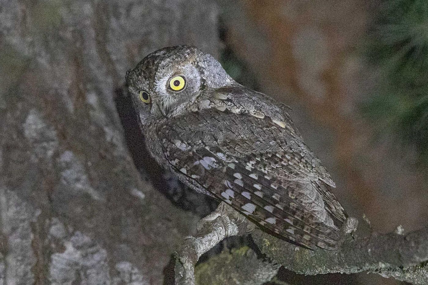 Dwergooruil in het stadspark van Dedoplistskaro. © Jan Heip