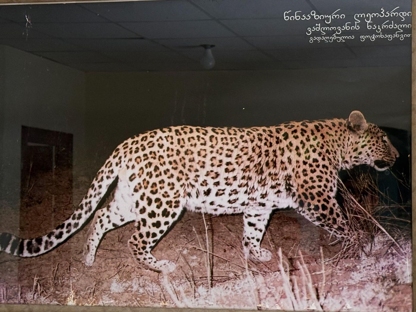 In het Nationaal park administratiehuis hing een foto van een luipaard. © Jan Heip
